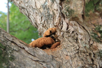 木の股に生えているキノコ