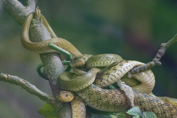Many green snakes on the tree coiled up together 