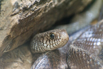 close up of a snake
