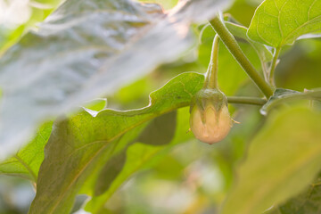 Close up of organic Eggplant on the tree with blur nature