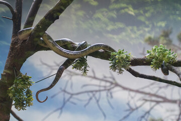 snake on the branch of the tree in the forest