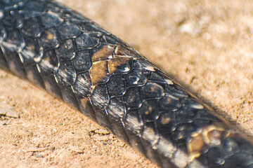 close up of the scales on a snake's body