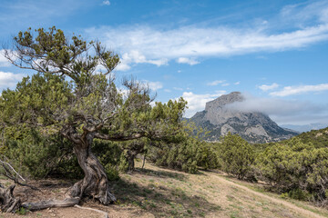 The Crimean Juniper tree with a twisted curved trunk on the background of a mountain covered with clouds