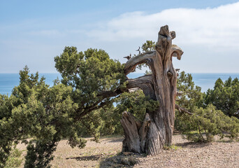 The Crimean Juniper tree with a twisted curved trunk on the background of a mountain and cloudy sky