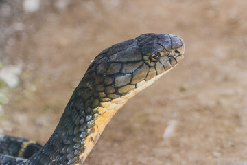close up of a cobra snake in the zoo