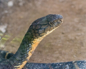 close up of a snake in the zoo