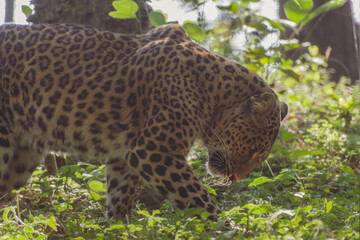 leopard resting on the tree in the forest