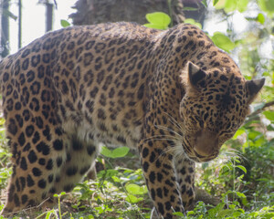 leopard resting on the tree in the forest