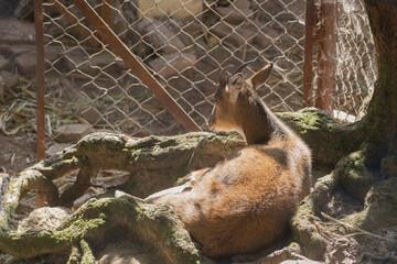 portrait of a deer sitting on the ground