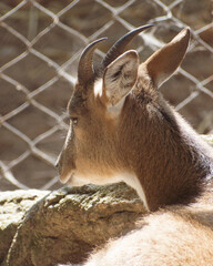 close up portrait of a deer