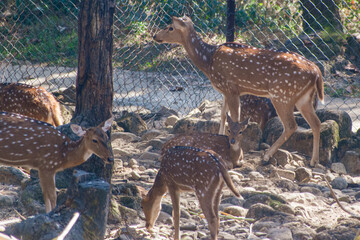 group of deer