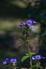 Bunch of blue flowers in the forest