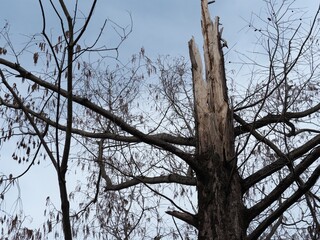 冬の森に立つ枯れた大木