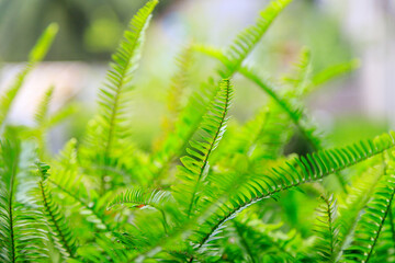ferns leaves green foliage natural