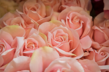 Beautiful plastic pink rose background