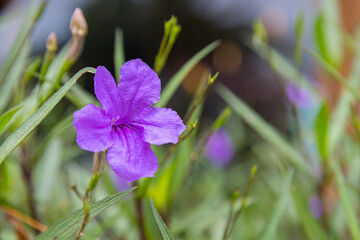 Beautiful of Ruellia tuberosa blooming
