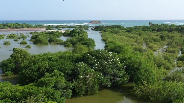 lots of white birds egrets resting in a trees hatching eggs Martinique savane des petrifications aerial 