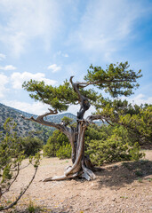 The Crimean Juniper tree with a twisted curved trunk on the background of a mountain and cloudy sky