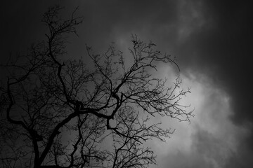Branches of the dead tree on a rain cloud background.