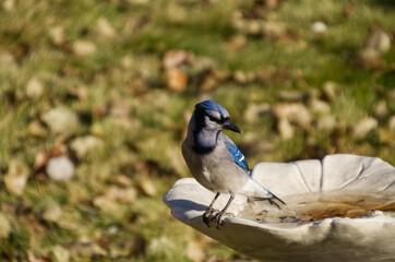 Blue Jay on a Bird Bath