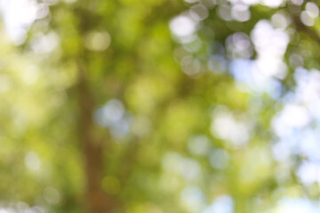 Green bokeh of garden trees. © meepoohyaphoto