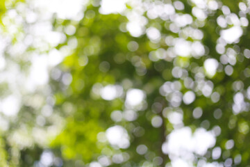 Green bokeh of garden trees.