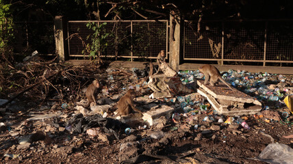 wild mongkey in the morning activities