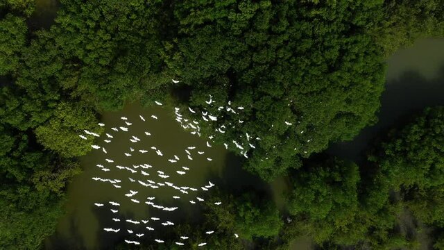Amazing aerial top shot over white egrets yellow beak flying in the mangrove Martinique wildlife bird