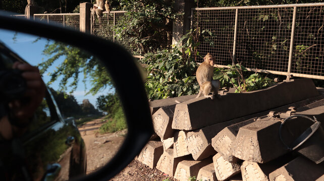 wild mongkey in the morning activities