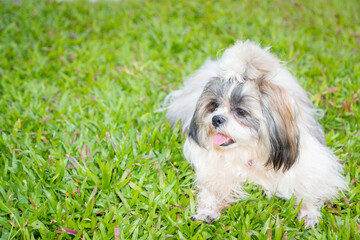 Lovely Female Shih Tzu dog