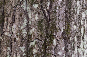 Maple Tree Bark with Green Fungus