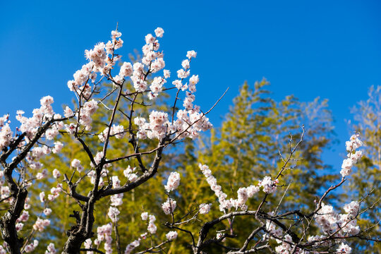 白色の花(桜)の写真