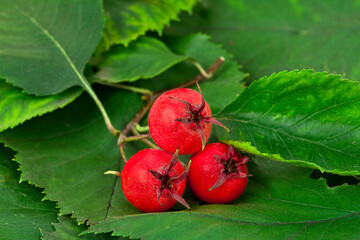 Berries and leaves of hawthorn (Crataegus), also known as quickthorn, thornapple, May-tree, whitethorn or hawberry on a leaves background.
