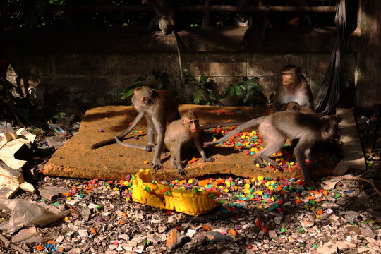 A Group Of Wild Monkeys That Come To Find Food To Eat In The City.