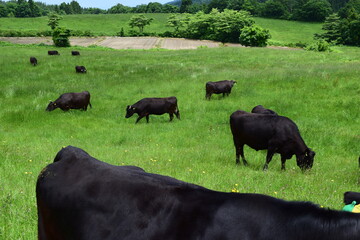 牛の放牧 高原牧場