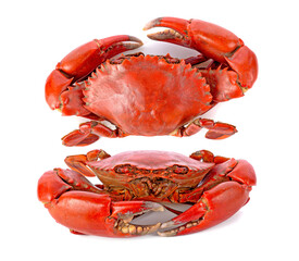 steamed crab isolated on white background