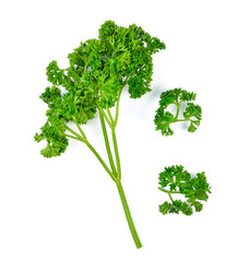 parsley isolated on a white background. Top view