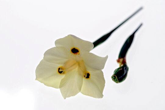 Flor Mor&eacute;ia desfolhada ( Dietes bicolor)