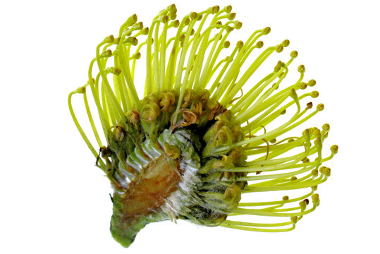 Flor Proteia desfolhada, Protea cynaroides