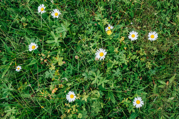 Beautiful wild camomile flowers. Blooming meadow with organic herbs