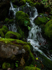 Fototapeta premium Falls Feed the Moss