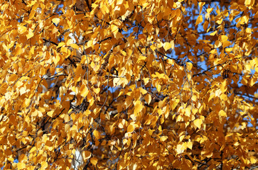 Golden autumn foliage, birch trees with orange and yellow leaves in the sunny forest.