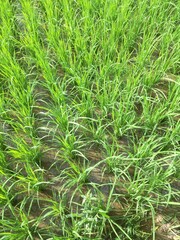 close up of green grass