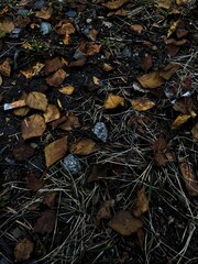 autumn leaves on the ground