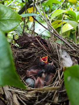 bird nest with eggs, passarinhos no ninho.