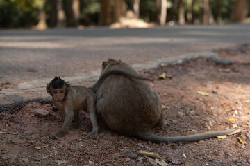Monkeys of Bayon Temple in Angkor Thom, Cambodia