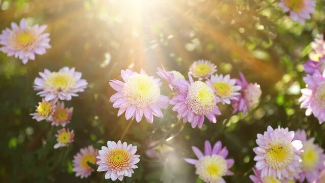 Natural background with chrysanthemum flowers in the sun.
