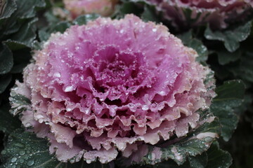 transparent drops of water rain on the petals of a pink flower dew