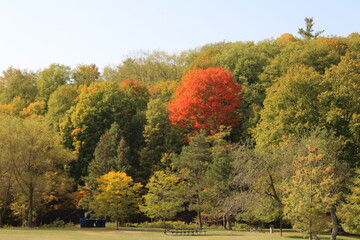 autumn in the park