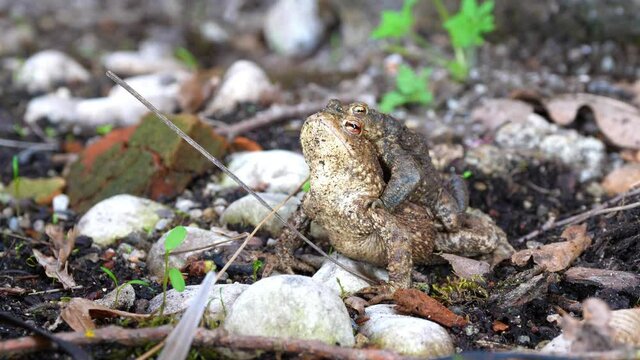 Two frogs are enjoying the moment of privacy